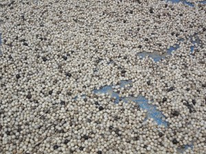 panenan merica atau lada dijemur