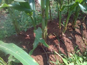 jagung manis dengan teknologi mmc satu biji tumbuh 2 sd 3 anakan dan tiap pohon berbuah 2 tongkol