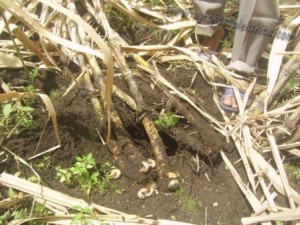 Cara mengatasi hama uret atau embug