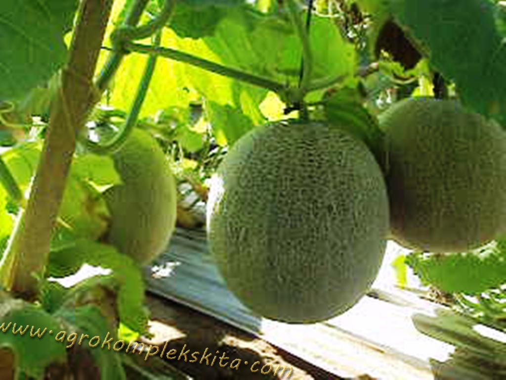 Pedoman Budidaya Melon Agrokompleks Kita