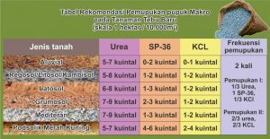 rekomendasi pemupukan pupuk makro pada tanaman tebu baru