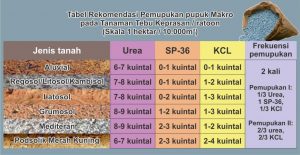 rekomendasi pemupukan pupuk makro pada tanaman tebu keprasan / ratoon