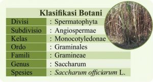 klasifikasi tanaman tebu