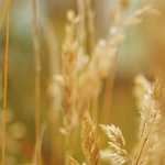 Kesaksian penggunaan teknologi MMC untuk meningkatkan kualitas ayam pedaging