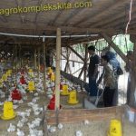 Manfaat daun Pepaya untuk ayam pedaging