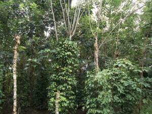 tanaman lada atau merica pada tajar hidup