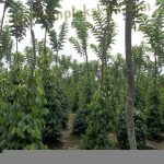 multifungsi glirisidae untuk tajar hidup tanaman lada