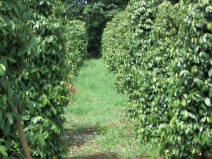 Perbedaan mencolok penggunaan produk organik MMC daun lebih hijau mengkilat, buah lebih berisi