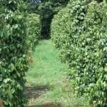 Teknik Budidaya Lada