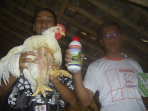 ayam pedaging, ternak ayam, ayam broiler, budidaya ayam