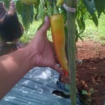 Cabai dengan ukuran luar biasa dengan perlakukan produk organik MMC