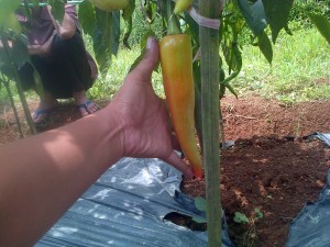 Cabai dengan ukuran luar biasa dengan perlakukan produk organik MMC