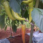 Cabai dengan ukuran luar biasa dengan perlakukan produk organik MMC