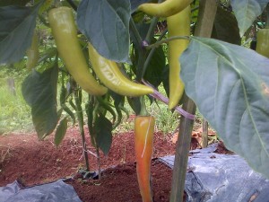 Cabai dengan ukuran luar biasa dengan perlakukan produk organik MMC