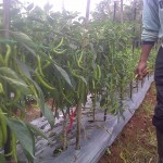 Cabai dengan ukuran luar biasa dengan perlakukan produk organik MMC