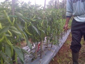 Cabai dengan ukuran luar biasa dengan perlakukan produk organik MMC