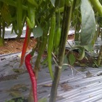 Cabai dengan ukuran luar biasa dengan perlakukan produk organik MMC