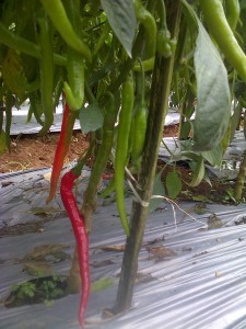 Cabai dengan ukuran luar biasa dengan perlakukan produk organik MMC