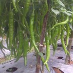 Cabai dengan ukuran luar biasa dengan perlakukan produk organik MMC