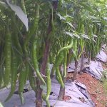 Analisa Usaha budidaya cabe skala 1 hektar