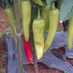 Cabai dengan ukuran luar biasa dengan perlakukan produk organik MMC