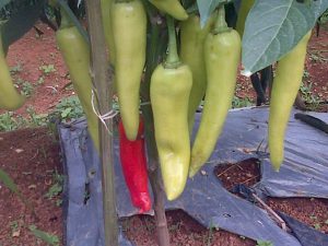 Cabai dengan ukuran luar biasa dengan perlakukan produk organik MMC