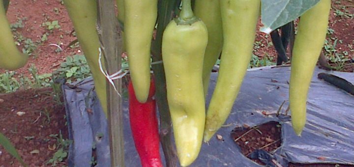 Cabai dengan ukuran luar biasa dengan perlakukan produk organik MMC