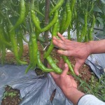 Cabai dengan ukuran luar biasa dengan perlakukan produk organik MMC
