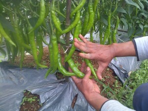 Cabai dengan ukuran luar biasa dengan perlakukan produk organik MMC