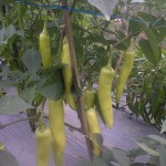 Cabai dengan ukuran luar biasa dengan perlakukan produk organik MMC