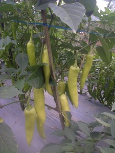 Cabai dengan ukuran luar biasa dengan perlakukan produk organik MMC