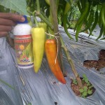 Cabai dengan ukuran luar biasa dengan perlakukan produk organik MMC