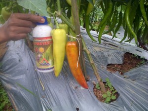 Cabai dengan ukuran luar biasa dengan perlakukan produk organik MMC