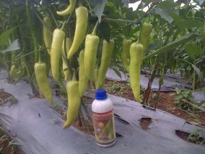 Cabai dengan ukuran luar biasa dengan perlakukan produk organik MMC
