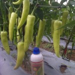 Cabai dengan ukuran luar biasa dengan perlakukan produk organik MMC