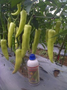 Cabai dengan ukuran luar biasa dengan perlakukan produk organik MMC