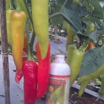 Cabai dengan ukuran luar biasa dengan perlakukan produk organik MMC