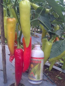 Cabai dengan ukuran luar biasa dengan perlakukan produk organik MMC
