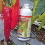 Cabai dengan ukuran luar biasa dengan perlakukan produk organik MMC