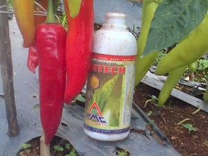 Cabai dengan ukuran luar biasa dengan perlakukan produk organik MMC