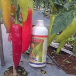 Cabai dengan ukuran luar biasa dengan perlakukan produk organik MMC