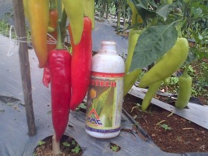 Cabai dengan ukuran luar biasa dengan perlakukan produk organik MMC