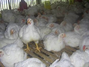 ayam pedaging, ternak ayam, ayam broiler, budidaya ayam