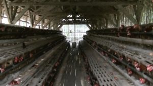 budidaya ayam petelur