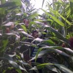 Teknis Budidaya Jagung Manis dan Jagung Hibrida (Zea mays)