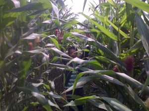 budidaya jagung hibrida