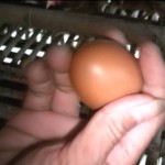 Bagaimana mengidentifikasi kualitas telur yang bagus?