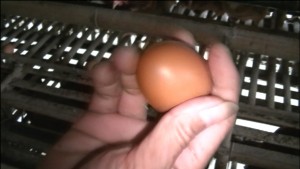 kualitas telur yang bagus cenderung gelap kemerah-merahan