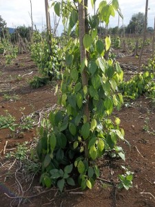 tanaman lada atau merica