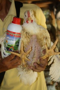 ayam vittoterna, berbobot, lemak sedikit, daging kenyal dan antap